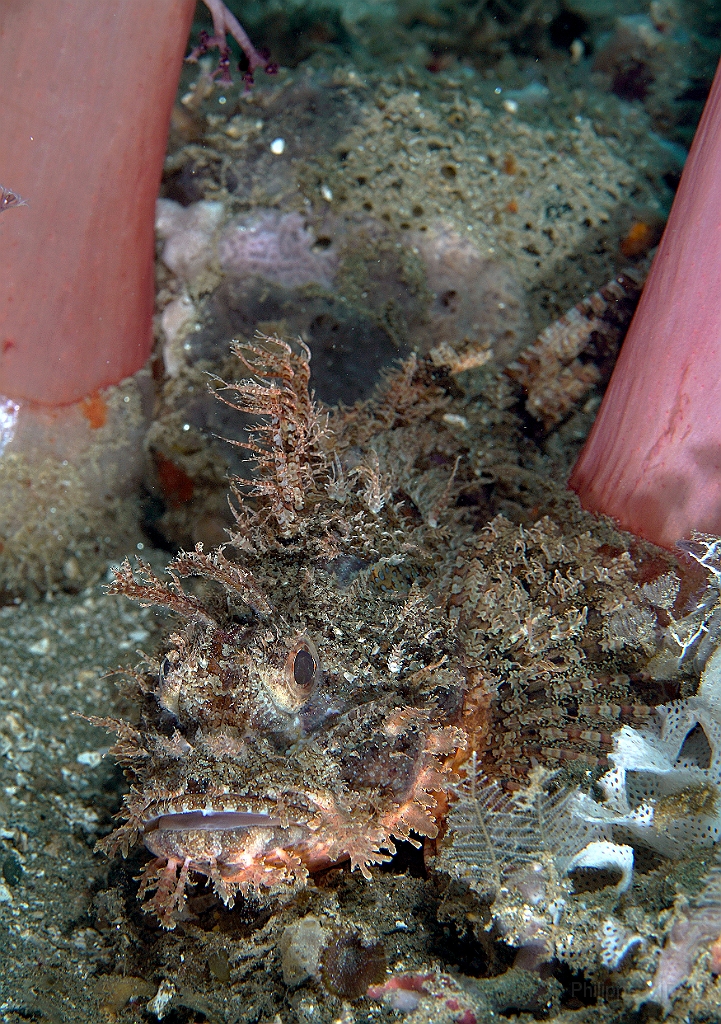 Banda Sea 2018 - DSC05520_rc - Tasseled scorpionfish - Poisson scorpion a houpe - Scorpaenopsis oxycephala.jpg